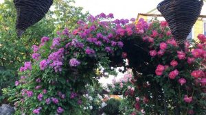 Любителям роз🌹. Вспоминая лето🌿.