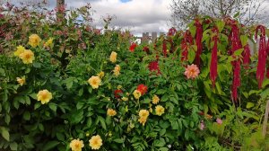 Наш любимый огород в деревне где все растет! Выбираю семена на 2026 год.