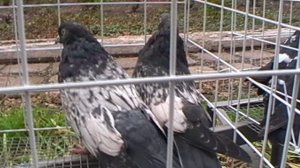 18.10.2025г.Ярмарка в Енакиево.2 часть.