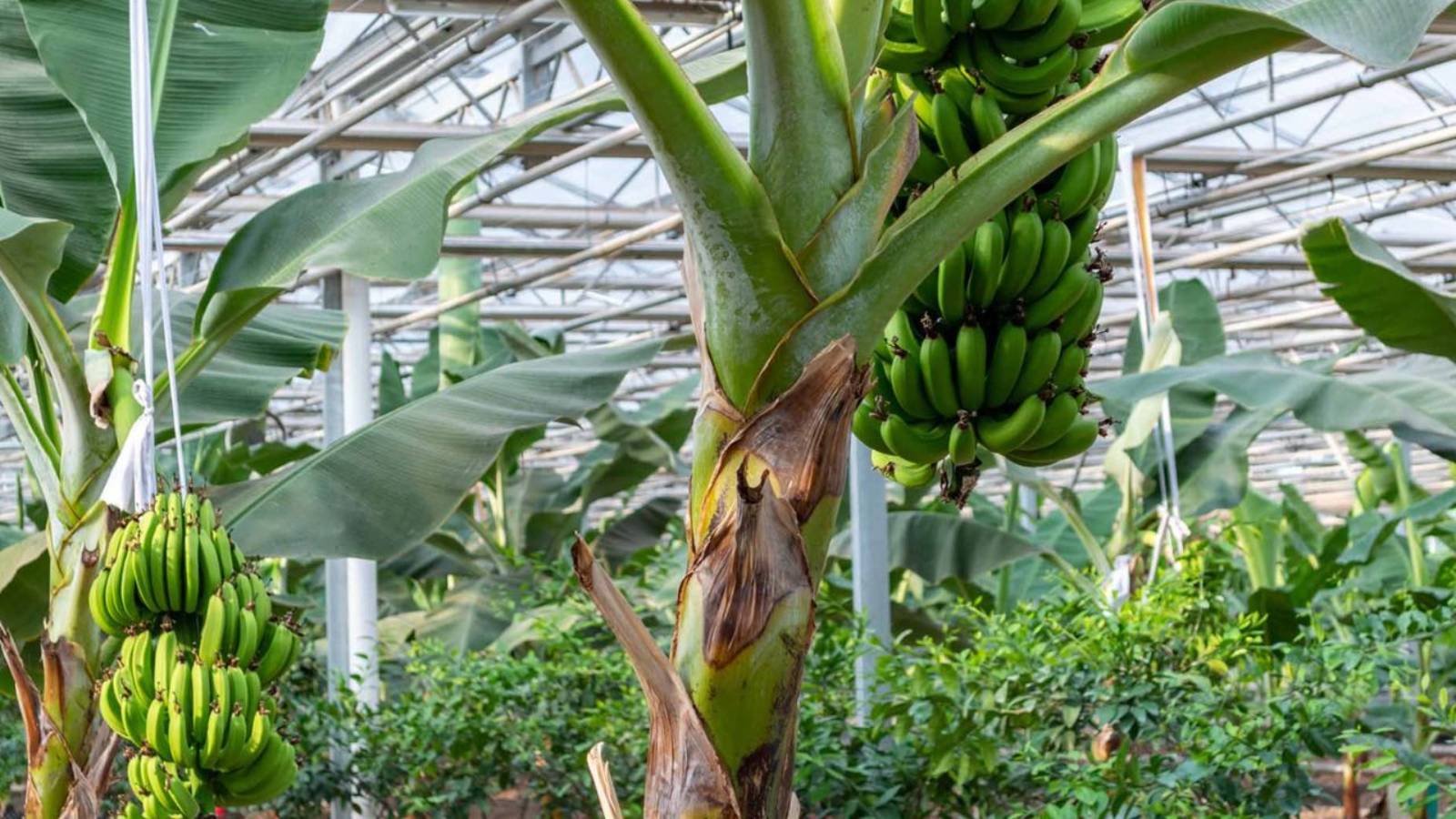 В России начали строить теплицы для бананов смотреть онлайн