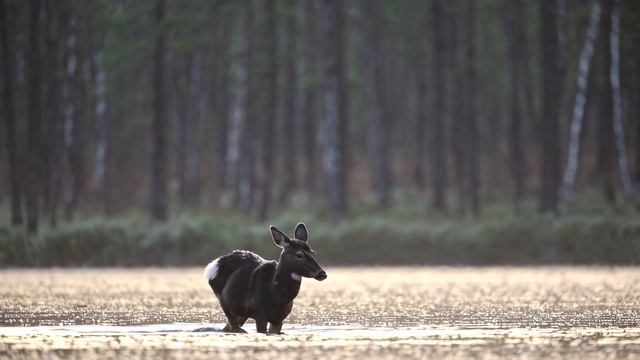 Echoes of the Black Forest  Gothic Dark Ambient Cinematic смотреть онлайн