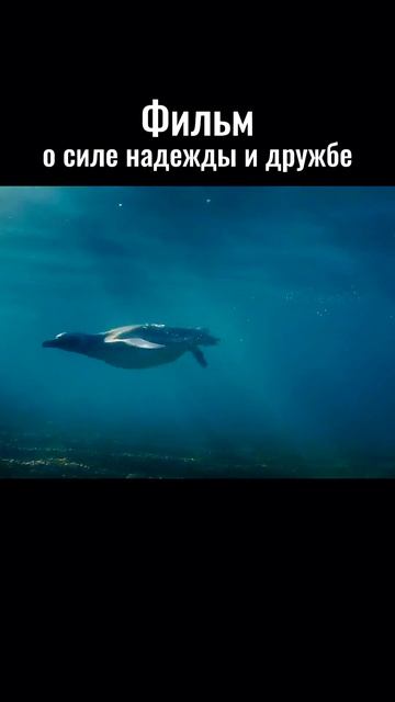 «Мой друг пингвин» (2024) 6+ #смотримвместесдетьми#кинодлядетей#фильмдлясемейногопросмотра# смотреть онлайн