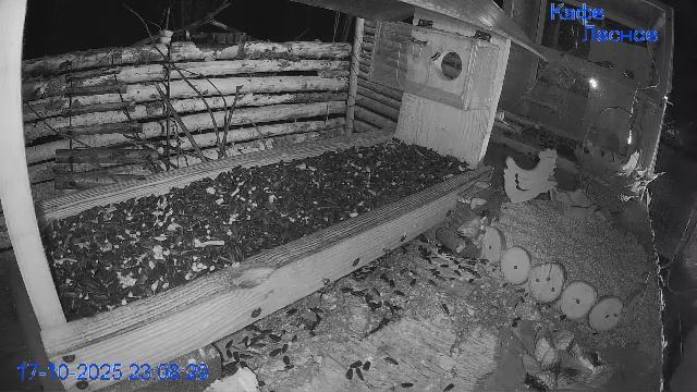 🔴24/7 Кормушка в лесу онлайн "Кафе Лесное" #Relaxing #природа #звуки леса #октябрь смотреть онлайн