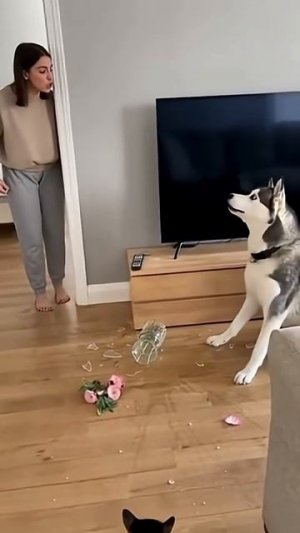 Клянусь это не я! 🤣🤣🤣