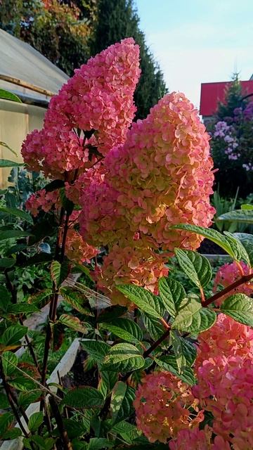 Гортензия Сандей Фрайз (Sundae Fraise)