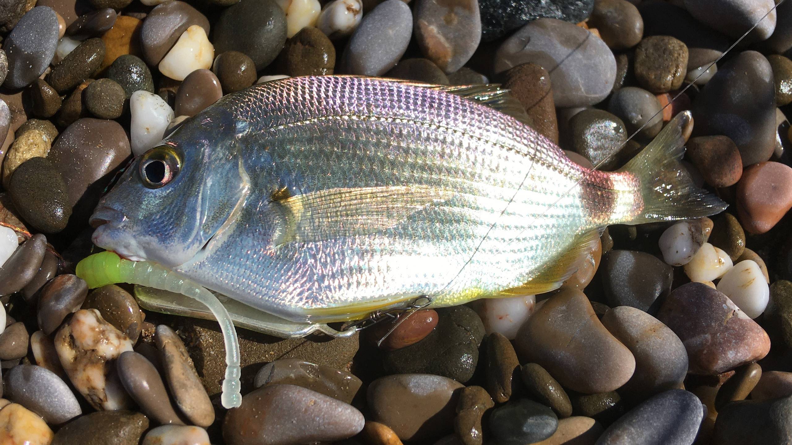 Морская рыбалка осенью, спиннингом с берега на бомбарду смотреть онлайн