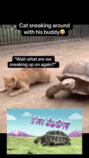 Кот тролит черепаху😅
