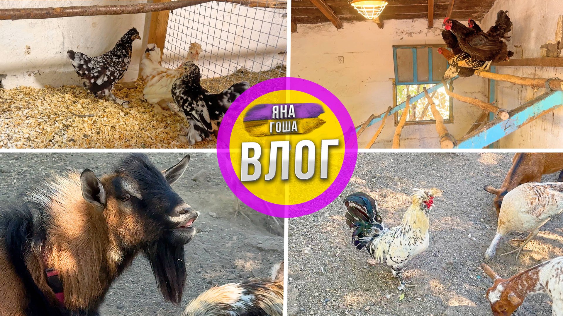 Сельская жизнь. Большой обзор нашей фермы! Птица, козы и Крым! смотреть онлайн