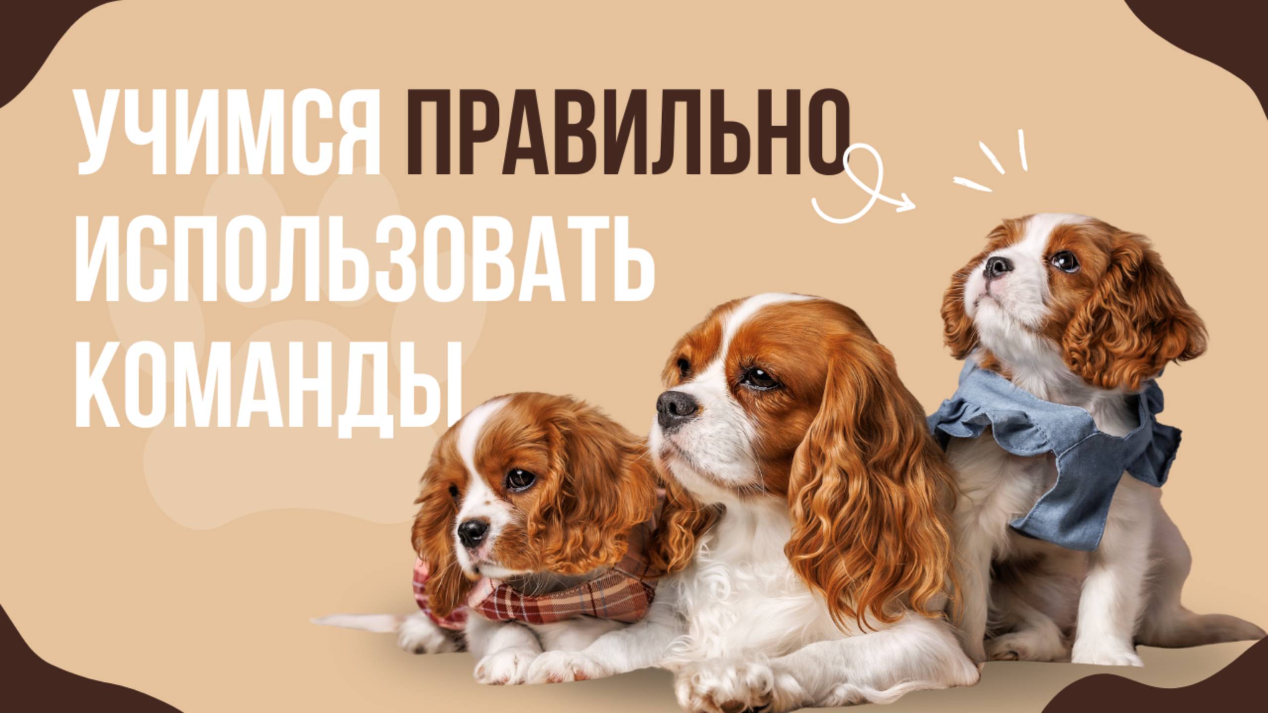 Как правильно использовать команды для собак? смотреть онлайн