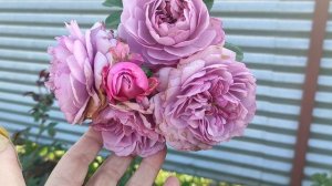 "Царский" подарок от Галины Несиной. пожилому блогеру. Вот и осень... 👋👋👋