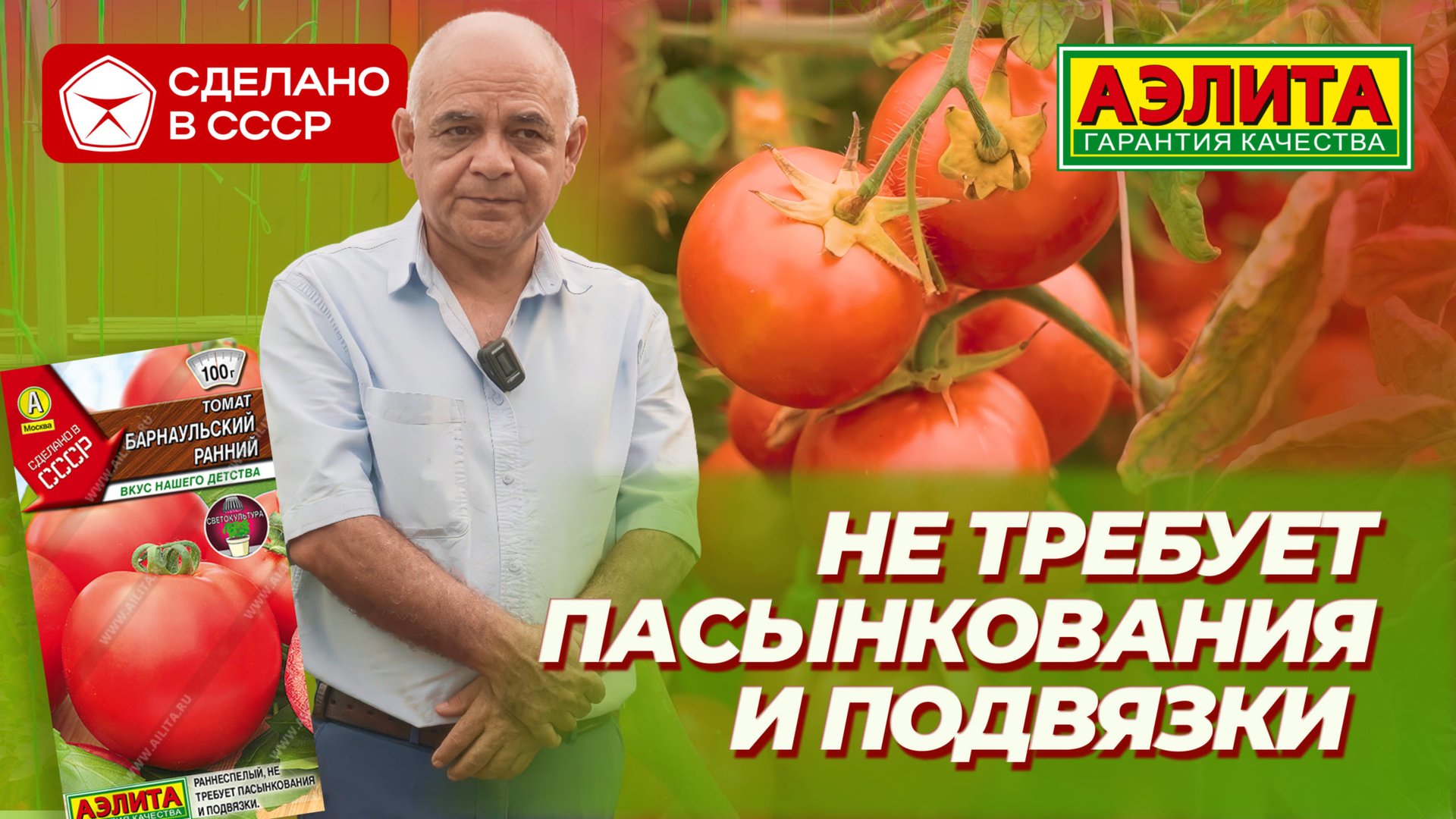 БАРНАУЛЬСКИЙ РАННИЙ из серии Сделано в СССР! Этот томат не требует пасынкования и подвязки.