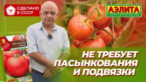 БАРНАУЛЬСКИЙ РАННИЙ из серии Сделано в СССР! Этот томат не требует пасынкования и подвязки.
