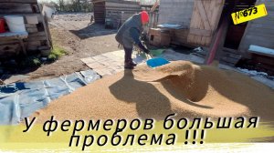 Почему фермера плачут, когда у них большой урожай пшеницы. Жизнь и будни в Омской деревне.