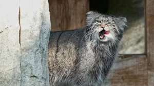 Обитатели Московского зоопарка готовятся к зиме