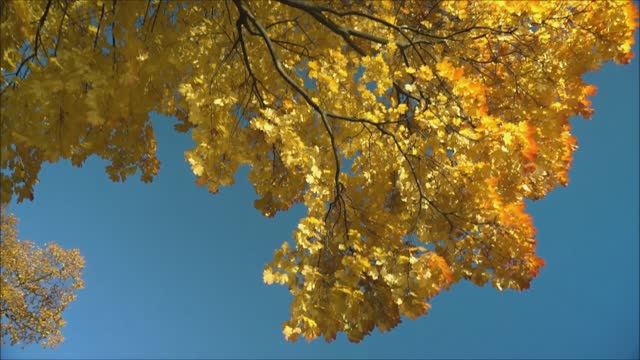 Питерская Осень...luda Gogolinski смотреть онлайн