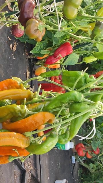 Самый сладкий перец в мире! Только такой перец берите в 2026 сезон. #огород смотреть онлайн