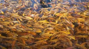 Живой золотой цвет в ТорБассейне  #коиферма #тороидальныйбассейн  #кои