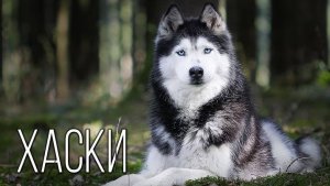 Хаски: Гиперактивный Северный Красавчик с Характером Подростка