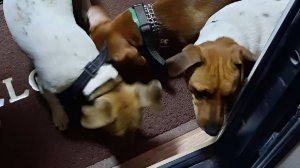 Женщина жестоко избила маленькую собаку в лифте жилого дома в Москве