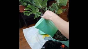 монстера тайское созвездие || пересадка монстеры в кашпо 20л