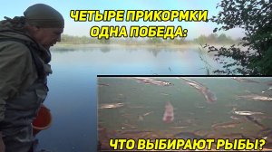 Четыре прикормки, одна победа: что выбирают карповые? Тест под водой, который покажет всё!