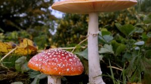 Как растут грибы. Красный мухомор.