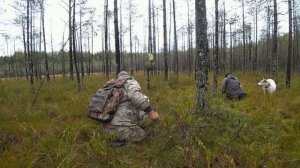 ЗА КЛЮКВОЙ НА БОЛОТО С ЛЁХОЙ И АМУРОМ! СБОР ТАЁЖНОЙ СЕВЕРНОЙ ЯГОДЫ  ОБРАЩЕНИЕ К ВАМ, НУЖНА ПОМОЩЬ!
