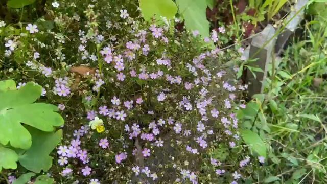 Гипсофила розовая смотреть онлайн