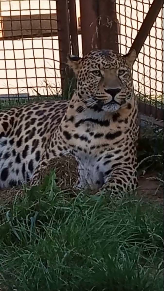 Толстый Порш смотреть онлайн