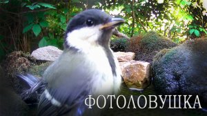Воробьи, Синицы на поилке / Фотоловушка в лесу