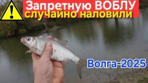 ⚡️Осенняя Вобла на "макуху" дуром клюёт 🔥 в Астрахани рыбачим на Волжском Ерике в Октябре 2025 !