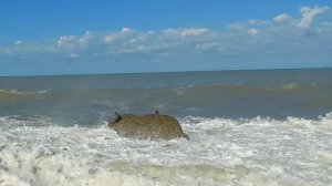 Черное море шторм высокая волна