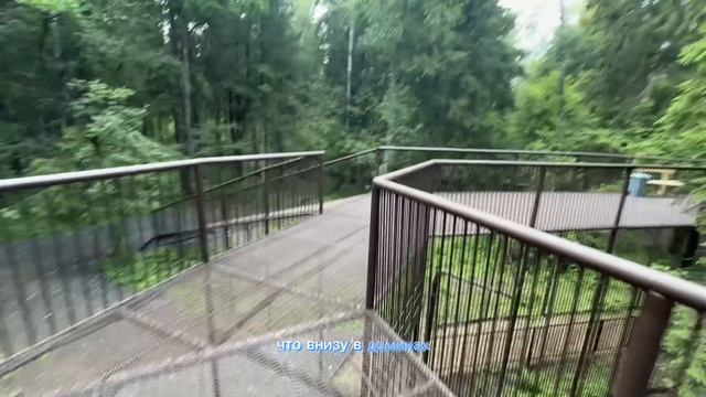 Сафар парк в Можайске часть вторая. Прогулка к львятам и тигрятам. смотреть онлайн