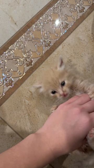 Наш котенок😍