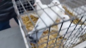 Ярмарка голубей г Тула. 19.10.25.