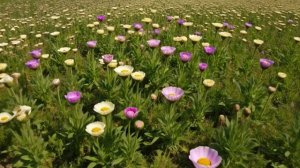 Футаж. Поле. Полевые цветы.mp4