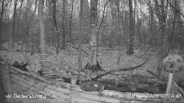 🍂ОКТЯБРЬ в ЛЕСУ онлайн #Relaxing #природа #звуки леса #птицы #погода🍁 смотреть онлайн