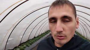 Подкормки и обработки клубники в конце года
