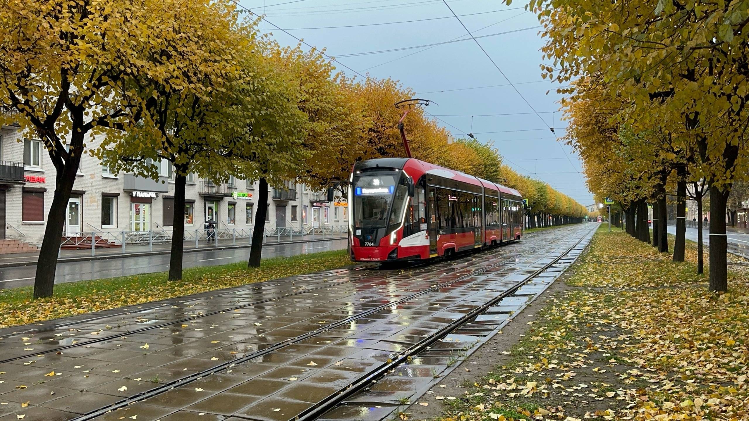 «Золотой осенью!» Трамвай «Невский» (71-932) №7764 на Новочеркасском пр., октябрь 2025 года смотреть онлайн