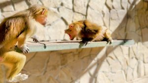 Люся умеет удивлять Лиду! Ни черешни, ни бутылки - ничего не досталось - вот такая справедливость!