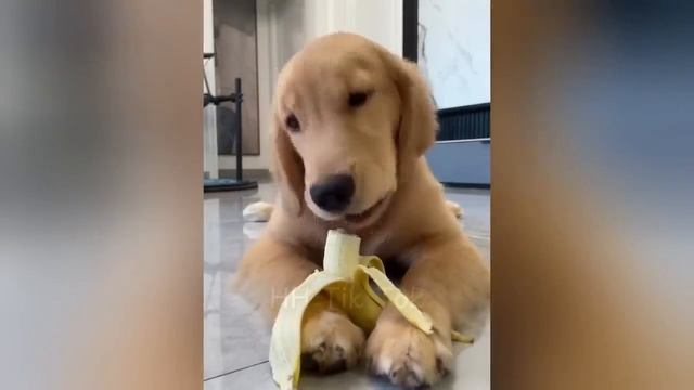 Постарайся не смеяться