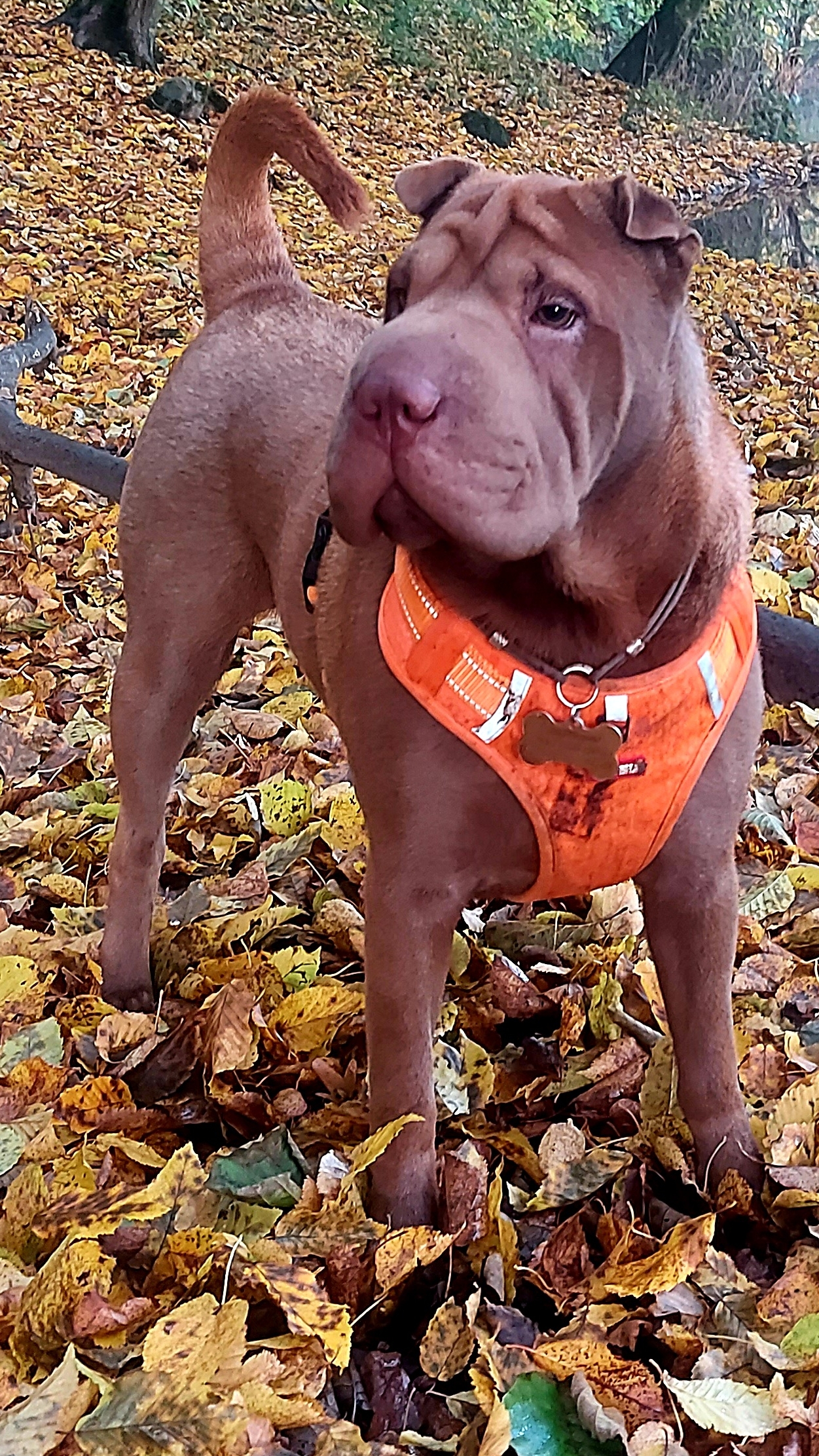 Кто куда,а мы на дачу🤗#дачныебудни смотреть онлайн