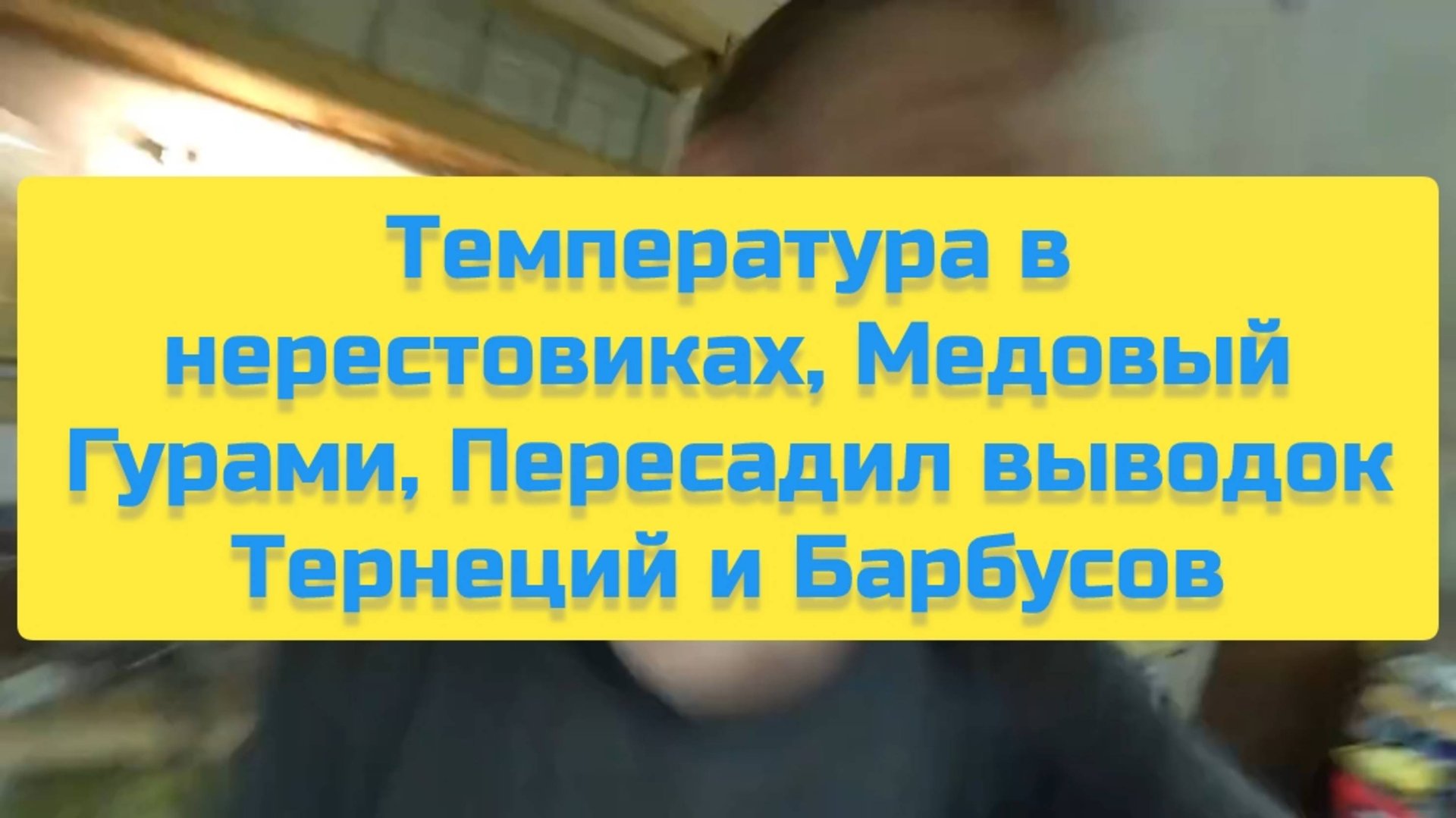 ТЕМПЕРАТУРА В НЕРЕСТОВИКАХ, МЕДОВЫЙ ГУРАМИ, ПЕРЕСАДИЛ ВЫВОДОК ТЕРЕНЦИЙ И БАРБУСОВ смотреть онлайн