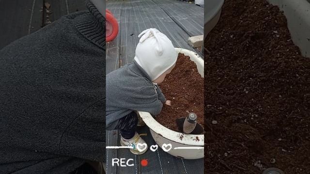 пересадка голубики 🫐