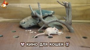 Видео для кошек про крысок развлекать питомцев 🐭🐀😂 (347)