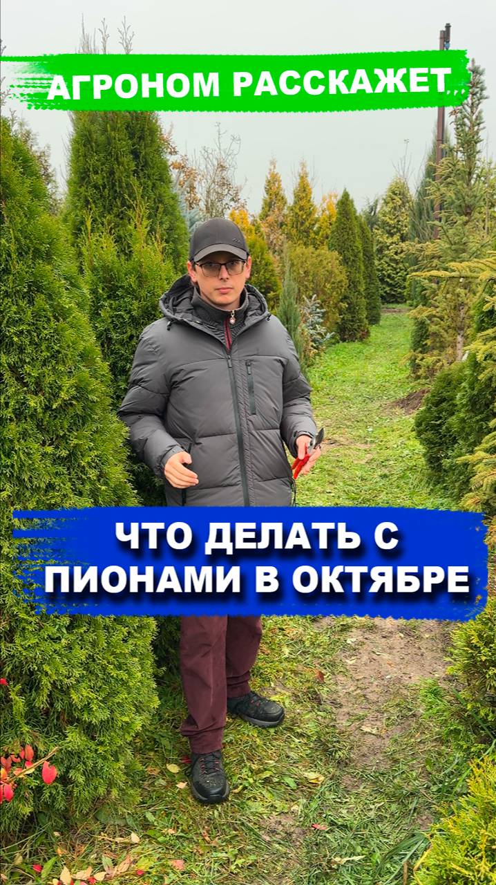 Что делать с пионами осенью? смотреть онлайн