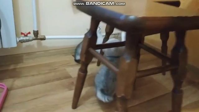 МЯУКАНЬЕ КОТЯТ