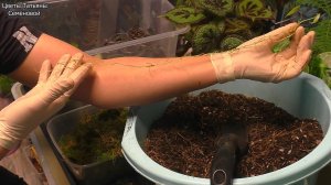 Клоны Алоказий адаптировались! Переселение из мха в питательный состав. #Scalprum #BlackMagic