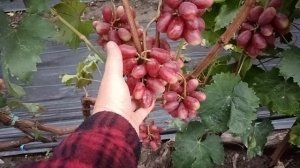 Виноград Мансур2 (Калугин В. М.) Виноградник Король В. Н. г.Краснодар 19.10.25г.