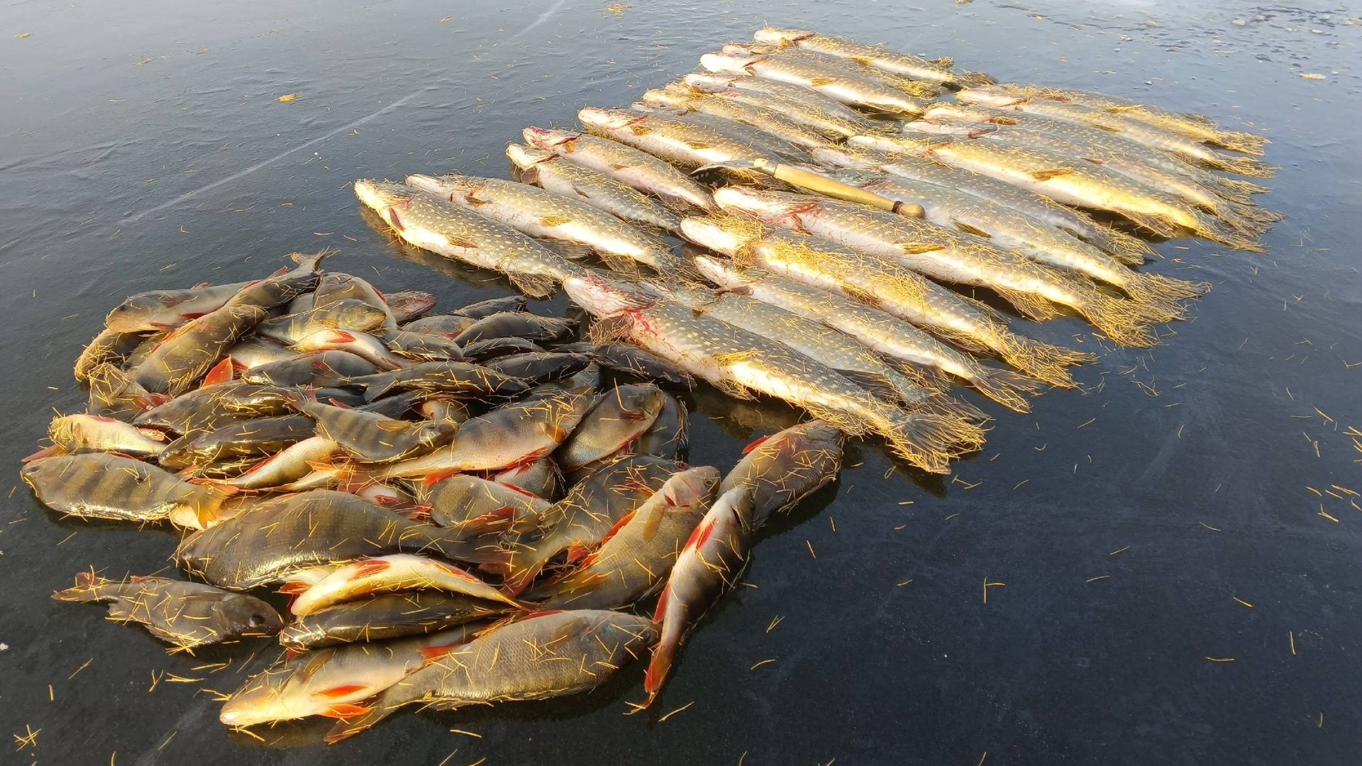 НАЧАЛО ЗИМНЕГО СЕЗОНА РАДУЕТ.ЩУКА НА ЖЕРЛИЦЫ И ОКУНЬ НА МОРМЫШКУ. смотреть онлайн